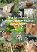 Tous les animaux f&ecirc;tent ton anniversaire